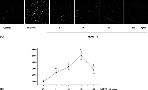 Hsdf1 A Induces U87 Mg Cell Migration And Proliferation A