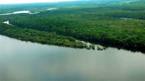 Projeto replanta mangue na Amazônia para prevenir destruição e ensinar