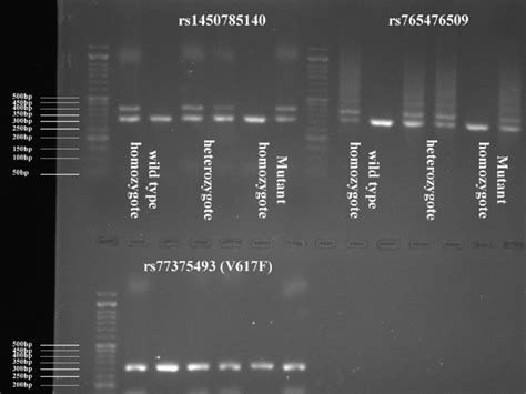 Agarose Gel Electrophoresis Download Scientific Diagram