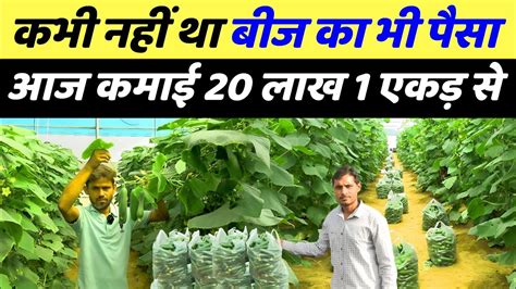 Kheera Ki Kheti Polyhouse Me Polyhouse Farming In India Khire Ki