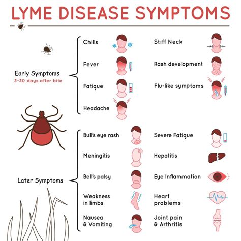 Are Tick Bites a Cause for Concern? Understanding Lyme Disease - The Oxford Center