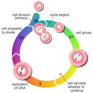 Cell Division Flashcards Quizlet