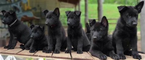 Baby German Shepherd Puppy Black