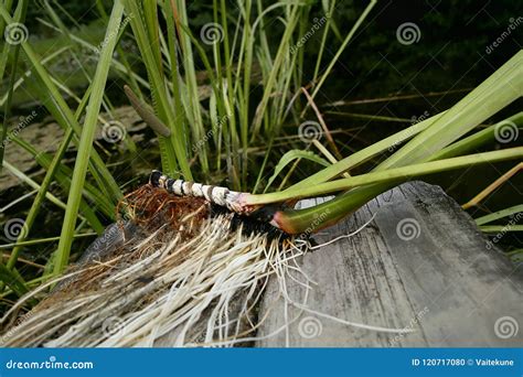 Freshly Dug Acorus Calamus Root Stock Photo Image Of Plant Lake