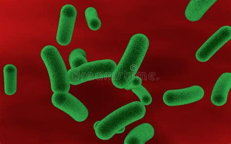 Bacteria In Blood Bacteriemia Stock Illustration Illustration Of