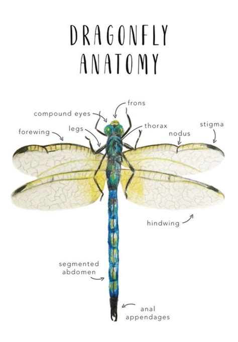 Dragonfly Anatomy Homeschool Printables Homeschool Resources Dragonfly