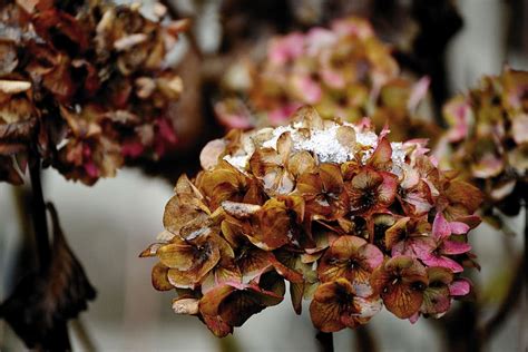 Hortensia De Invierno Bergenia Crassifolia Al Detalle