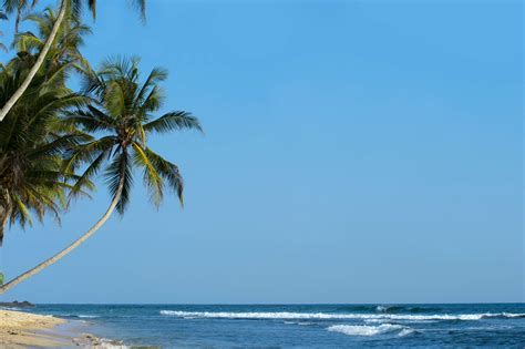 Coconut Trees Hd Wallpapers Backgrounds