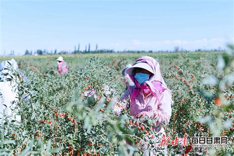 红了戈壁富了农家 瓜州15万亩枸杞熟了 甘肃 每日甘肃网