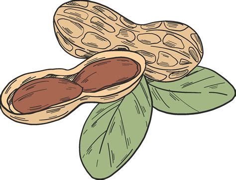 Free Peanut Clipart Download Free Peanut Clipart Png Images Free Cliparts On Clipart Library