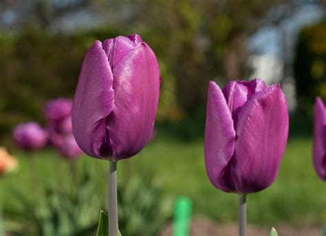 Tulip Purple Prince Bulbs Single Early Tulips Gee Tee Bulbs UK