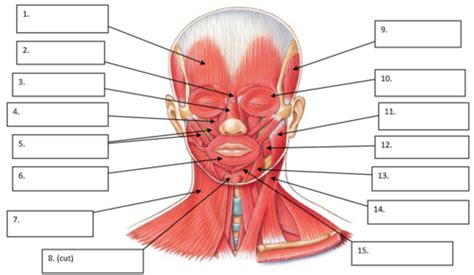 Human Muscles Labeling Flashcards Quizlet