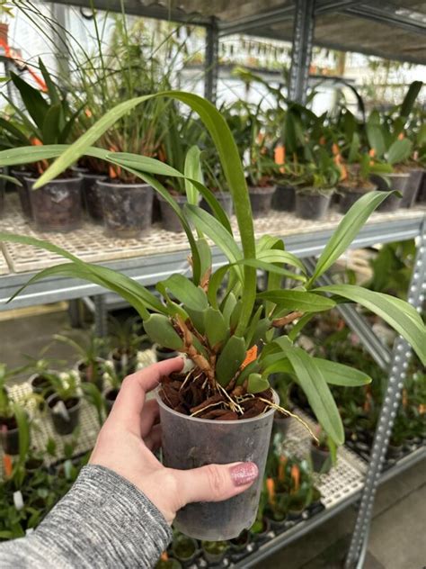 Maxillaria Variabilis Orange Orchids Plaza