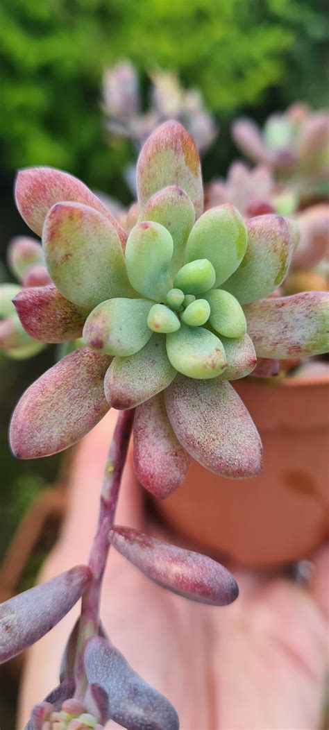 Graptopetalum Pachyphyllum The Suburban Succulent