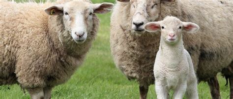 Small Ruminant Webinar Series Livestock