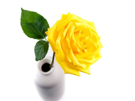 Yellow Rose On White Background Images - Free Download on Freepik