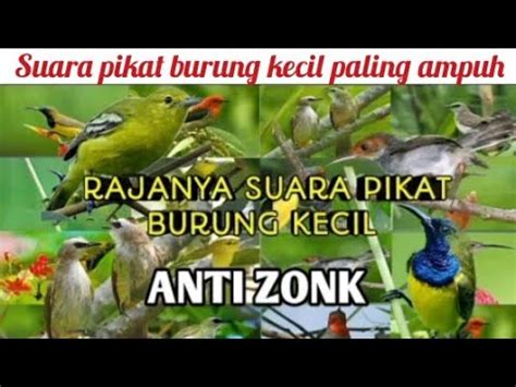 Suara Pikat Burung Kecil Paling Ampuh YouTube