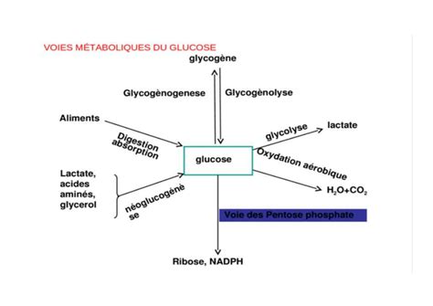 SOLUTION Chapitre 2 M Tabolisme Suite Pdf Studypool