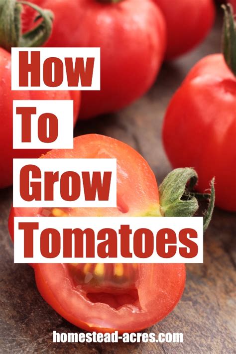 How To Grow Tomatoes Ultimate Beginners Guide Homestead Acres