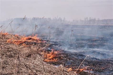 Premium Photo In The Spring Dry Grass Burns On The Field Grassroots