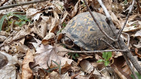 Why You Should Help Turtles Cross Roads