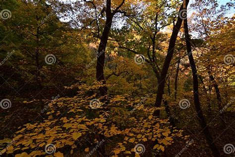 Pikes Peak State Park Near Mcgregor Iowa Fall Colors Stock Image - Image of pikes, fall: 234207745