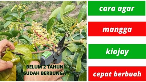 Cara Pruning Mangga Kiojay Agar Cepat Berbunga Dan Berbuah YouTube