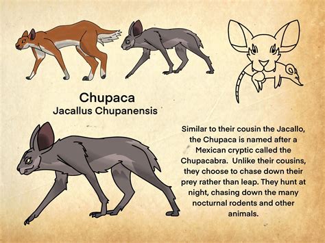 Another Carnivorous Hare Descendant The Nocturnal Chupaca R