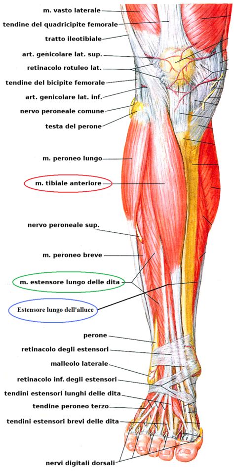 Anatomia Muscoli Della Gamba Parte Prima Santucci Running