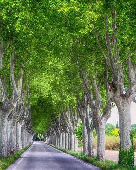 Provence France Tree Photography French Country Decor French Etsy