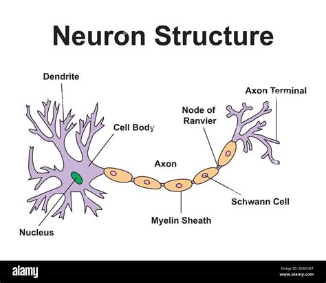 Scientific Designing of Neuron Structure. Colorful Symbols. Vector ...