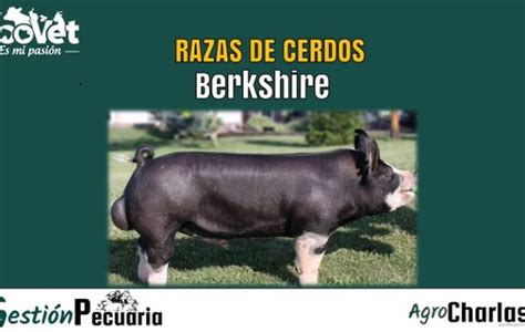 Raza de Cerdo Pietrain Principales Características