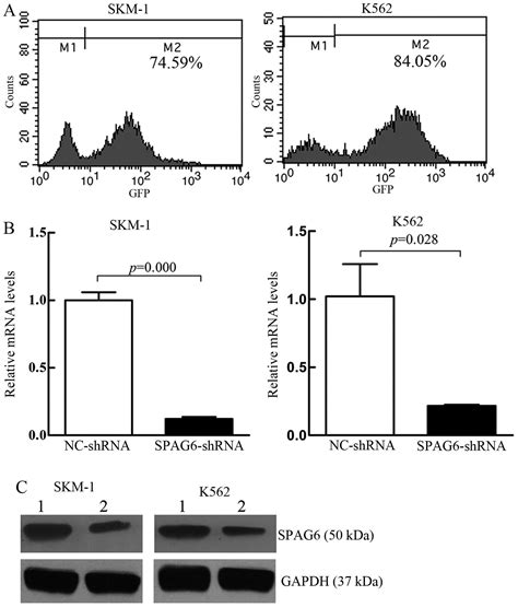 Spag6 Silencing Inhibits The Growth Of The Malignant Myeloid Cell Lines