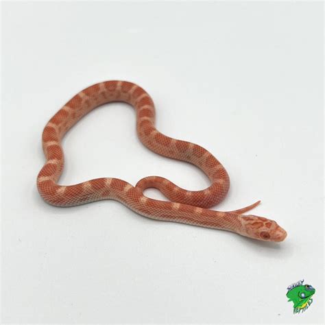 Tessera Snow Corn Snake Baby Strictly Reptiles Inc