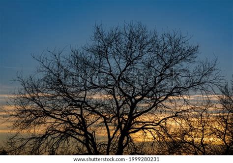 Naked Tree Silhouette Winter On Sundown Stock Photo Shutterstock