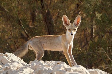 Qatar e-Nature – Rüppell’s Sand Fox, Sand Fox