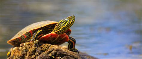 Endangered Animals In Canada