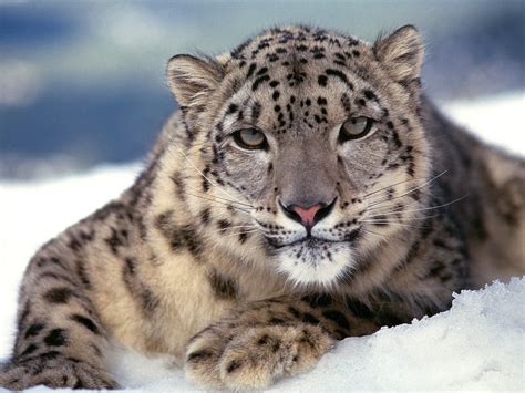 Jaguar lying on snow ground HD wallpaper | Wallpaper Flare