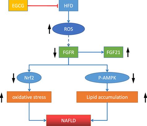 Schematic Of The Mechanism Of EGCG In Attenuating NAFLD Lipotoxicity