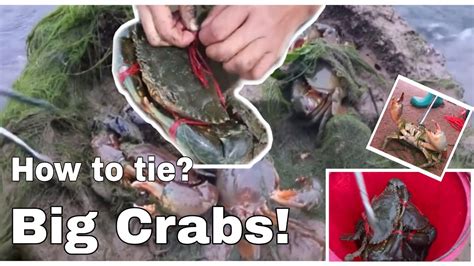 AWESOME Mud Crab Catching How To Tie MUD CRAB YouTube