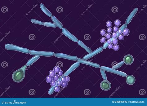 Candida Albicans Yeasts Microscopic Fungi Stock Illustration