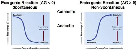 Energy & Thermodynamics: Gibbs & Entropy | SchoolWorkHelper