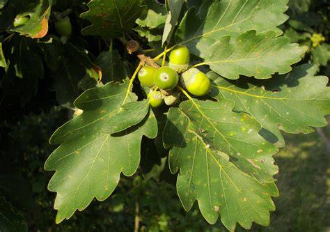 Roble Albar Quercus Petraea Selva Asturiana