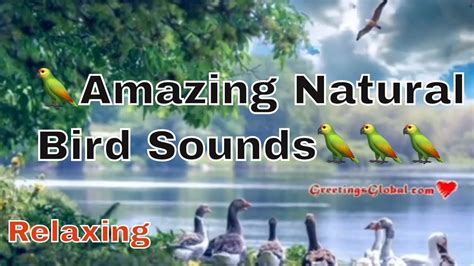 🦜 Sounds Of Nature Bird Noises Calming Forest Amazing Natural Bird