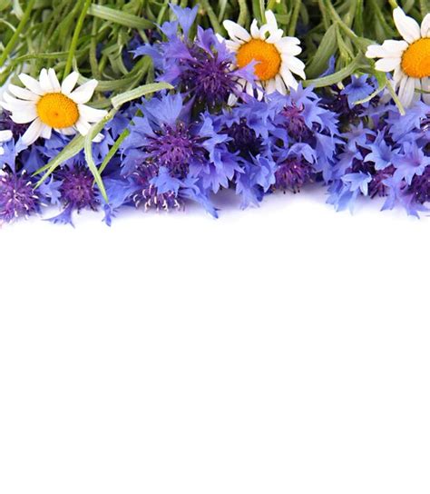 Premium Photo Beautiful Cornflowers And Chamomiles Isolated On White