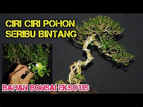 Ciri Ciri Pohon Seribu Bintang Serbin Bahan Bonsai Unik Yang