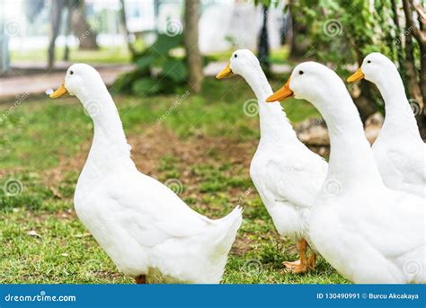 A Group Of White Ducks In A Park Outdoor Stock Image Image Of Tree