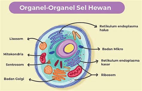 Sel Hewan Vesikel Fungsi Nah Itulah Penjelasan Mengenai Struktur Sel