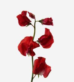 Ruby Red Sweet Pea Flowers Certified B Corp FLOWERBX UK