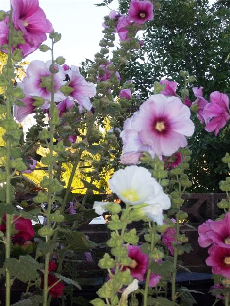 Hollyhocks | Backyard garden, Hollyhock, All the colors